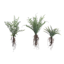 Load image into Gallery viewer, Faux Fern w/ Exposed Roots
