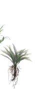 Load image into Gallery viewer, Faux Fern w/ Exposed Roots
