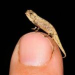 The Fascinating World of Crocolini: Nature’s Tiny Reptiles